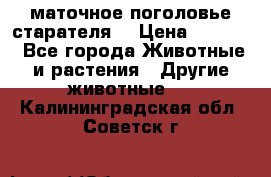 маточное поголовье старателя  › Цена ­ 2 300 - Все города Животные и растения » Другие животные   . Калининградская обл.,Советск г.